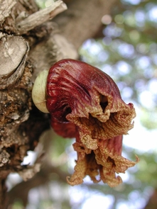 Calabash trees, native to western Mexico, are pollinated by bats. This one, near the Main Library, is also on the list of Great Trees of Arizona. (Photo courtesy Campus Arboretum) Calabash trees, native to western Mexico, are pollinated by bats. This one, near the Main Library, is also on the list of Great Trees of Arizona. (Photo courtesy Campus Arboretum)